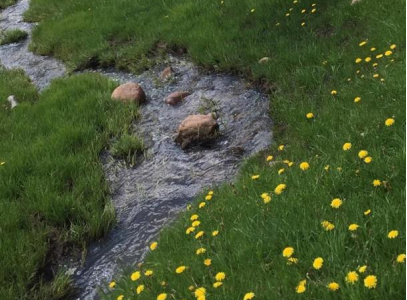 Colorado Mountain Property and Homes for Sale - A tranquil stream meandering through a lush meadow dotted with bright yellow dandelions.