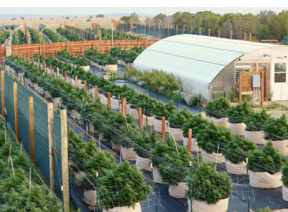 Colorado Mountain Property and Homes for Sale - An expansive outdoor cannabis farm with neatly arranged plants in fabric pots, secured with trellises, and a greenhouse structure in the background amidst a rural landscape.