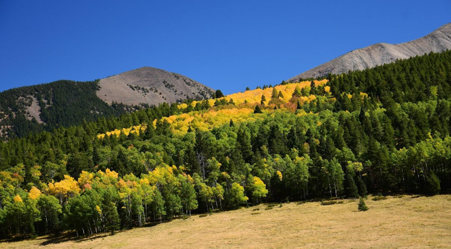 Colorado Mountain Property and Homes for Sale - Autumn's touch paints a vibrant splash of gold among the evergreens on a La Veta mountainside, signaling the change of seasons in a serene natural landscape.