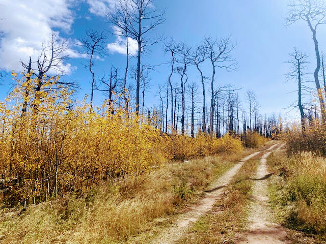 Road View | Colorado Mountain Property for Sale