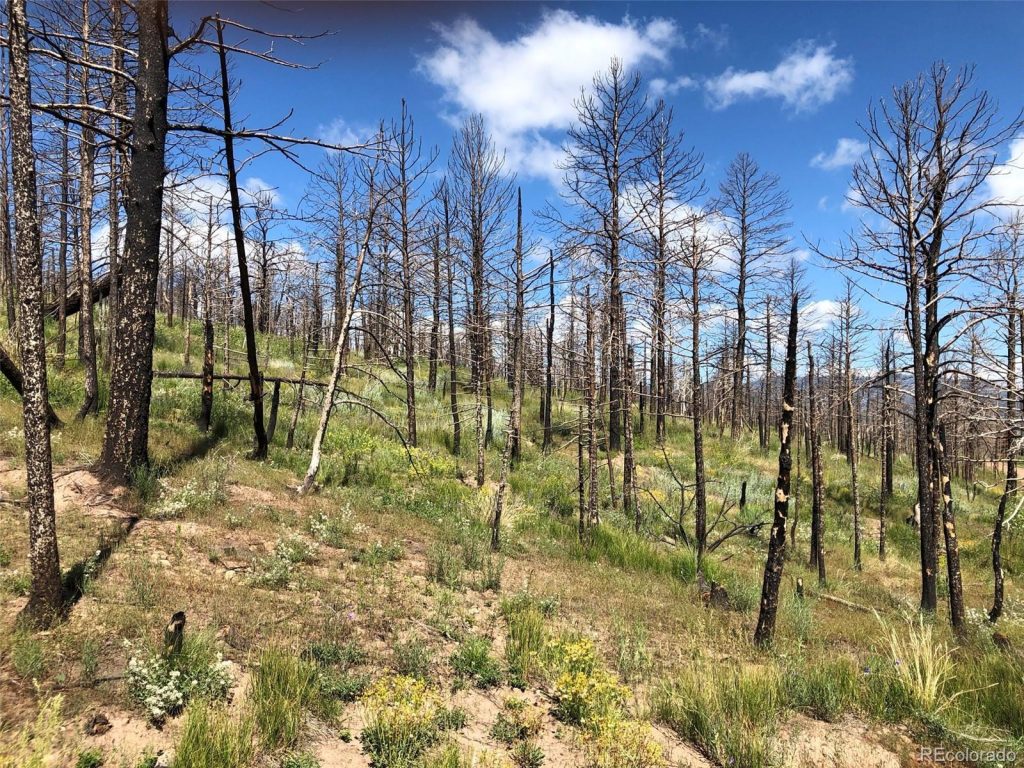 Land Trees Property | Colorado Mountain Property for Sale
