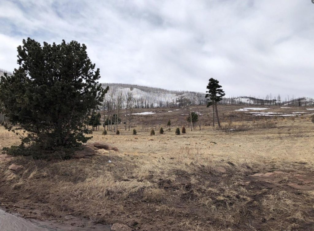 Land Trees Property | Colorado Mountain Property for Sale