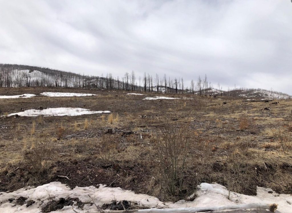 Land Trees Property | Colorado Mountain Property