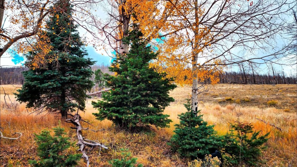 Fall Colors | Colorado Mountain Property for Sale