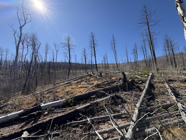 Ground View | Colorado Mountain Property for Sale