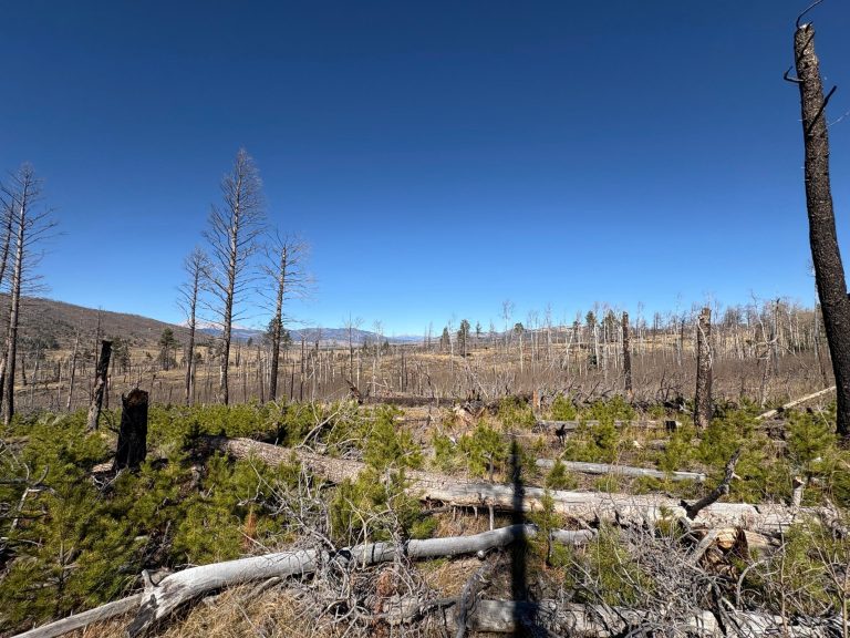 Ground View | Colorado Mountain Property for Sale