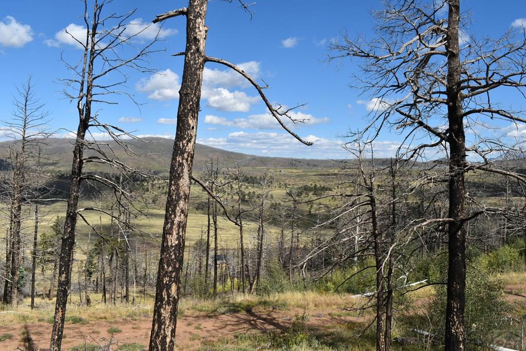 Cabins for Sale in Colorado - Forbes Park